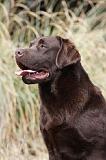 LABRADOR 737